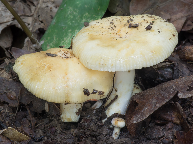 Russula farinipes